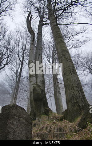 Eine alte - Wachstum Europäischer Buchenwald auf dem steinigen Pisten des Jizerske hory Mts., Tschechien, National Nature Reserve Jizerskohorske buciny. Stockfoto