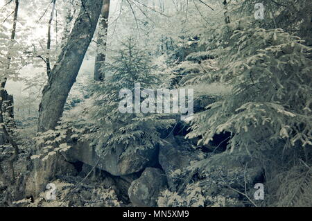 Eine alte - Wachstum Europäischer Buchenwald mit Jungen spruceon den felsigen Hängen des Jizerske hory Mts., Tschechien, National Nature Reserve Jizerskohorske Stockfoto