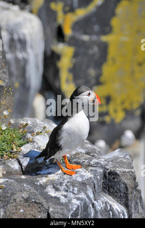 Ein papageientaucher steht auf einer Klippe Leiste auf der Insel von Mai - Schottland Stockfoto