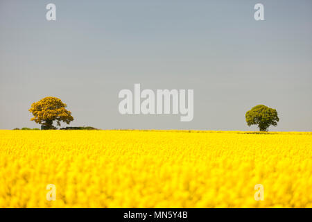 Bäume am Horizont der ein Feld von Öl Rapsöl. Stockfoto