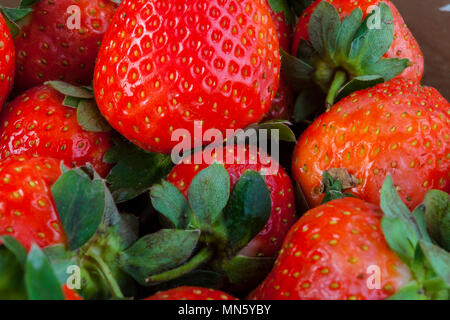 Hintergrund aus frisch geernteten Erdbeeren, direkt oberhalb. Eine echte echte Erdbeere. Stockfoto