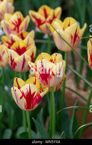 Tulipa Triumph" Helmar'. Tulip' Helmar "Flower" angezeigt. Großbritannien Stockfoto