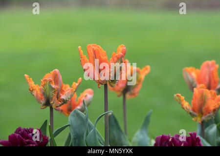 Tulipa. Tulip' Blumen Irene Parrot'. UK. Papagei Tulpe Blumen Stockfoto