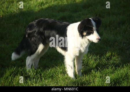 Cross Border Collie Stockfoto