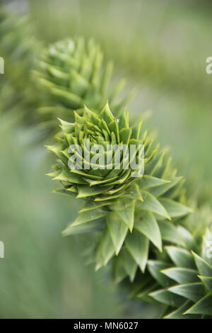 Affe Puzzle Baum Stockfoto