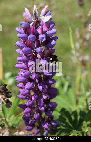 Biene auf Lupin Stockfoto