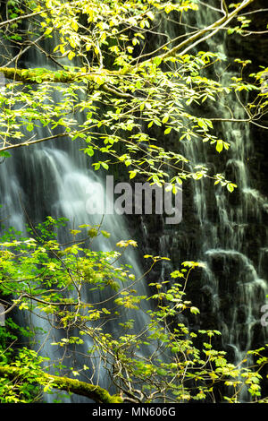 Fallende Foss, Wasserfall, in der Nähe von Whitby Stockfoto