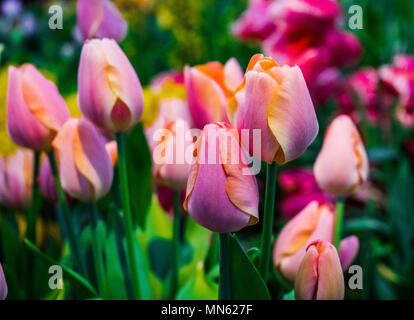 Rosa und gelbe Tulpen mit Garten Hintergrund Stockfoto