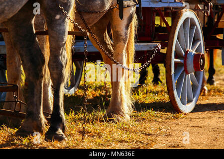 Nahaufnahme des spannte Pferde Beine und Hufe ziehen einen Wagen. Stockfoto