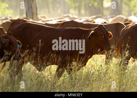 Vieh zu Fuß durch hohes Gras. Stockfoto