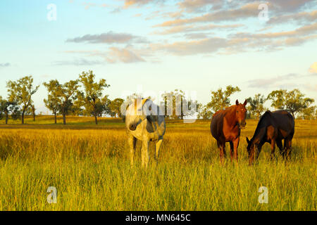 Bauernhof Pferde grasen üppigen Weide am späten Nachmittag Licht. Stockfoto