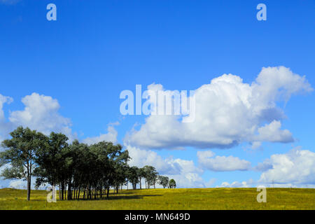 Eine Reihe von Bäumen und einer Wiese unter einem grossen Himmel. Stockfoto