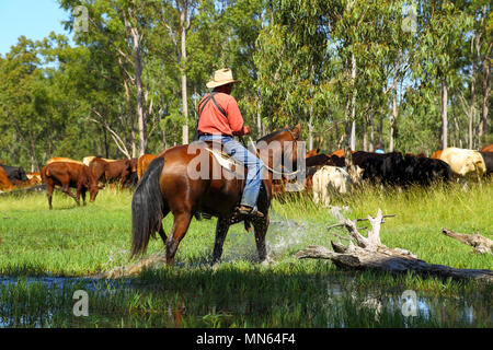 Ein aborigine der Mensch, er reitet sein Pferd durch Wasser. Stockfoto