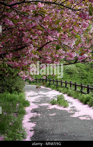 Sakura Blüte Akita, Japan Stockfoto