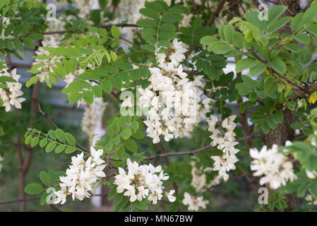 Robinia pseudoacacia, Robinie Blumen selektiven Fokus Nahaufnahme Stockfoto