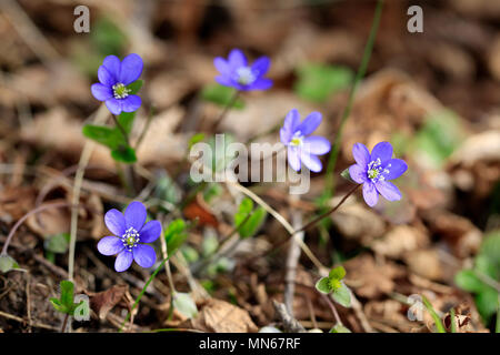 Blaue Blumen von Hepatica nobilis oder Anemone hepatica sind unter den ersten Frühlingsblumen in Finnland. Stockfoto
