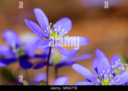 Blaue Blumen von Hepatica nobilis oder Anemone hepatica Nahaufnahme gesehen im Frühjahr. Stockfoto