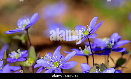 Blaue Blumen von Hepatica nobilis oder Anemone hepatica Schließen im Frühjahr. Stockfoto