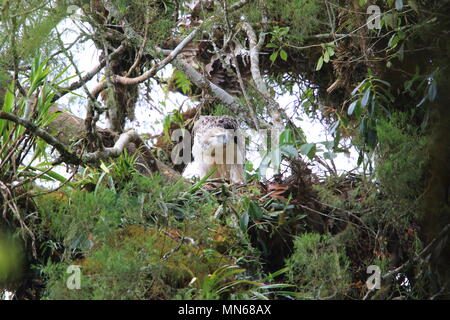 Große Philippine Eagle (Pithecophaga jefferyi) nisten in Mindanao, Philippinen Stockfoto