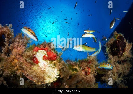 Eine Gruppe von verzierte Lippfische (Thalassoma pavo) mit einem Fisch shoal im Hintergrund im La Plataforma Wrack Tauchplatz in Formentera (Balearen, Spanien) Stockfoto