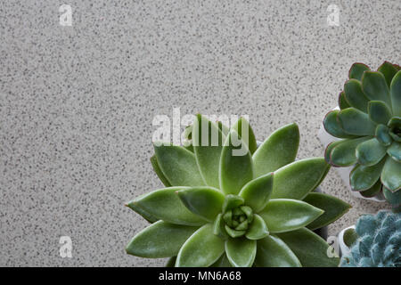 Blick von oben auf die verschiedenen Arten von Echeveria Pflanzen auf einem grauen Stein Hintergrund Stockfoto