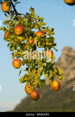 Salzburg Österreich, Heuberg im Spätsommer, Herbst an einem sonnigen Tag Stockfoto