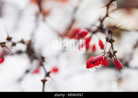 Rote berberitze an kalten verschneiten Tag mit Drop nach dem Schmelzen Schnee | gefrorene | Stockfoto