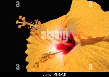 Brillante Farbe tropical Yellow Hibiscus Flower, Hibiscus rosa-sinensis, voller Blüte schließen oben mit stigma voller Pollen auf schwarzem Hintergrund Stockfoto