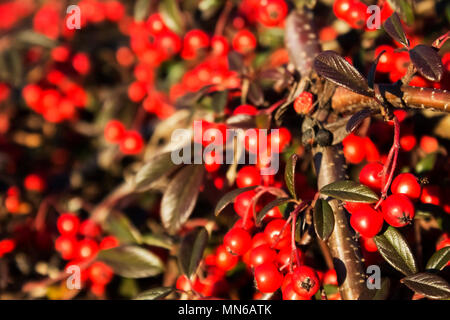 Ein Bündel von roten Beeren auf dem Zweig bei Sonnenuntergang Stockfoto