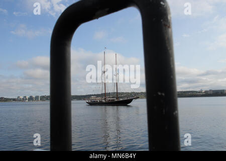 Die Bluenose II Segeln im Hafen von Halifax, Nova Scotia. Stockfoto