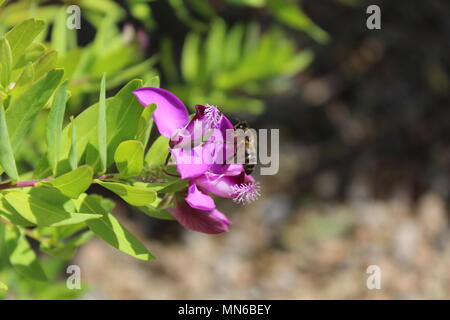 Bienen fliegen in Richtung Lila Blume Stockfoto