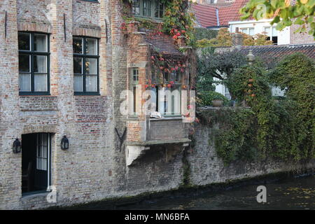 Hund suchen aus dem Fenster mit Blick auf den Kanal Groenerei in Brügge Belgien Stockfoto