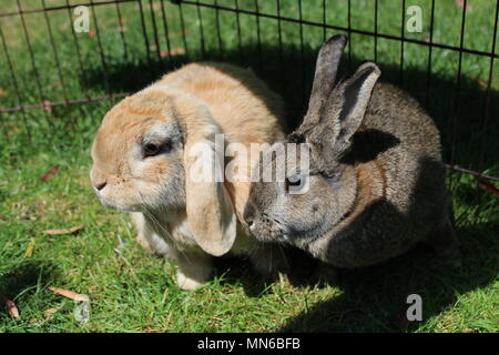 Kaninchen zusammen spielen im Garten an einem sonnigen Tag Stockfoto