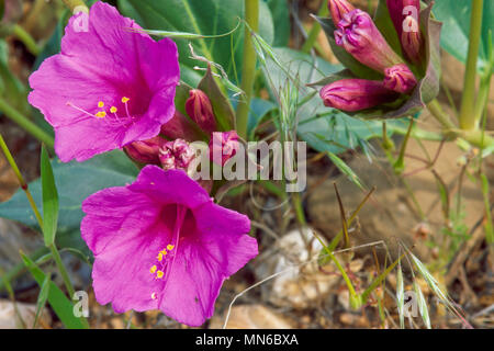 Wild vier Uhr Blumen (mirabilis multiflora) in Northern Arizona Stockfoto