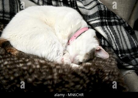 Katze zusammengerollt Schlafen auf einem Kissen Stockfoto