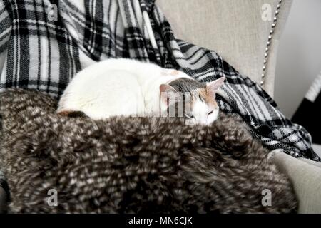 Katze auf einem throwkissen auf einem Stuhl Stockfoto