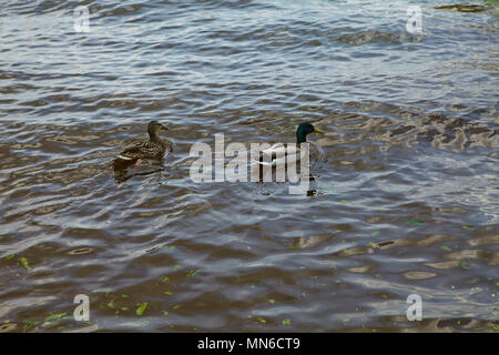 Paar Ducs in europäischen See Stockfoto