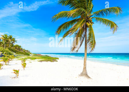 Paradise Strand mit schönen Palmen - Karibische Meer in Mexiko, Tulum Stockfoto