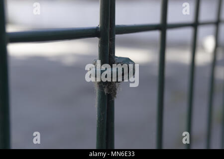 Block in grüner Farbe Eisen Stockfoto