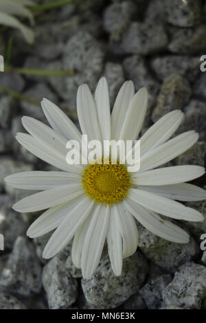 Grosse Daisy mit Detail auf gelben Center Makro Stockfoto