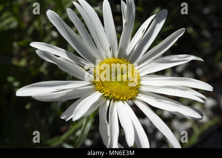 Grosse Daisy mit Detail auf gelben Center Makro Stockfoto