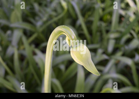Blume noch geschlossen Typische bog Blume grün Stockfoto