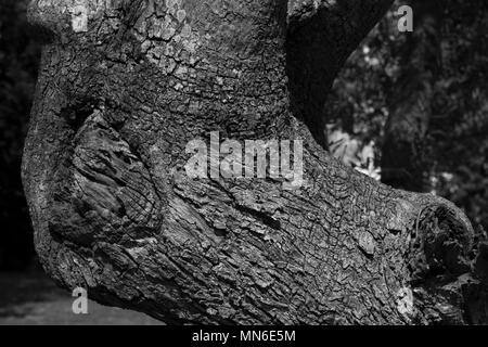 Makro Detail Rinde Baum und verschlungenen Zweige Stockfoto