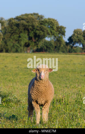 Merina Schaf schauend an Kamera in der Wiese in der Extremadura Stockfoto