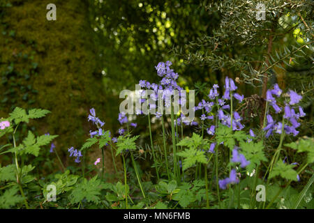 Englisch Bluebells Blume in Cornish Woodland Stockfoto