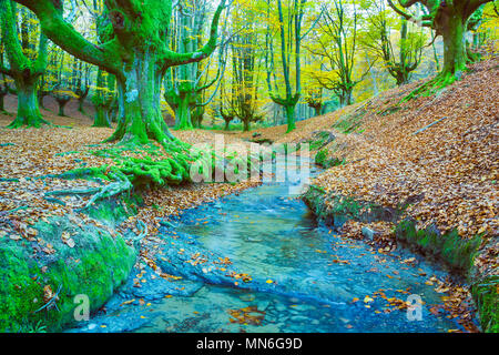 Buchenholz und Bach. Stockfoto