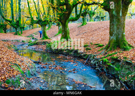 Buchenholz und Bach. Stockfoto