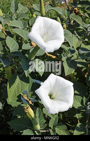 Devil's Trompete Pflanzen, Blumen und Blätter Stockfoto