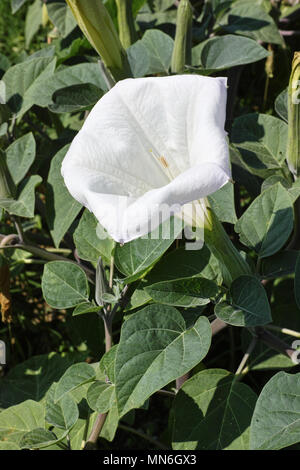 Anlage von Devil Trompete, Blumen und Blätter Stockfoto