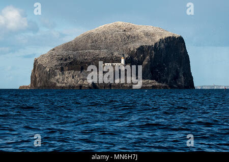 Der Bass Rock, East Lothian, Schottland und den nördlichen Gannett (Morus bassanus) Kolonie. Stockfoto